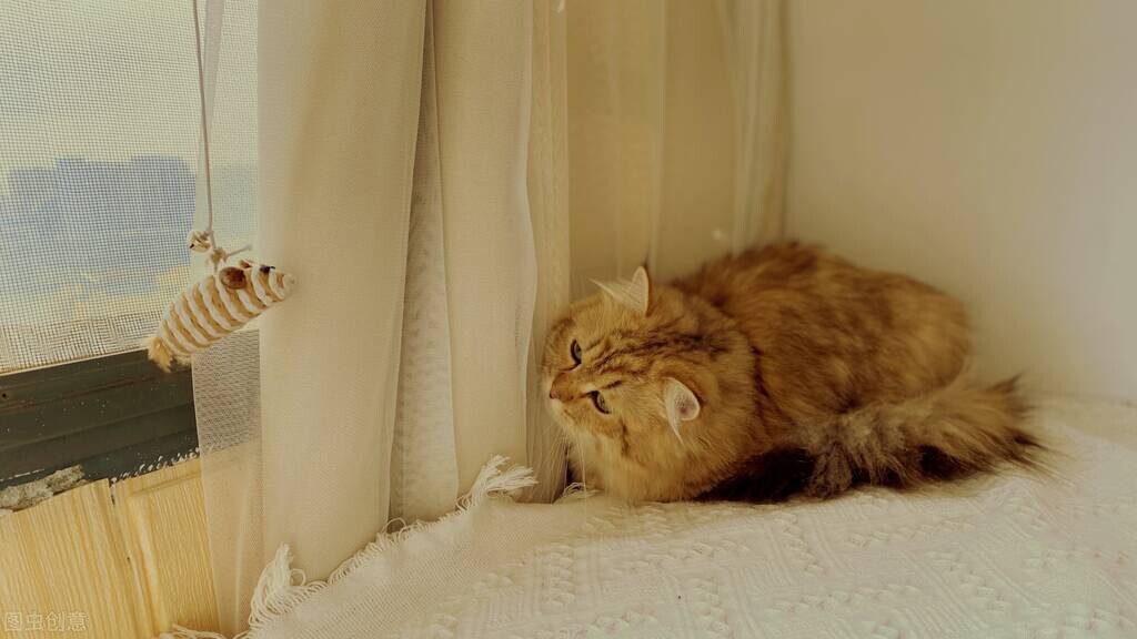 夏天养猫要注意什么否则让猫中暑,铲屎官睡觉前养猫注意事项