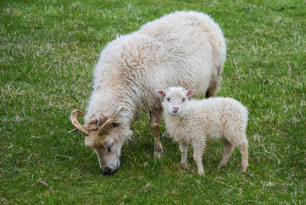 母羊产后不吃什么原因打什么针,母羊产后不吃食用什么药