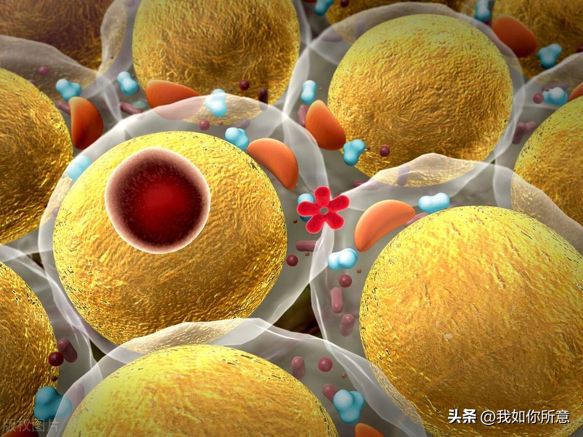 左旋肉碱用于减肥在什么时候服用,左旋肉碱运动完吃效果更好