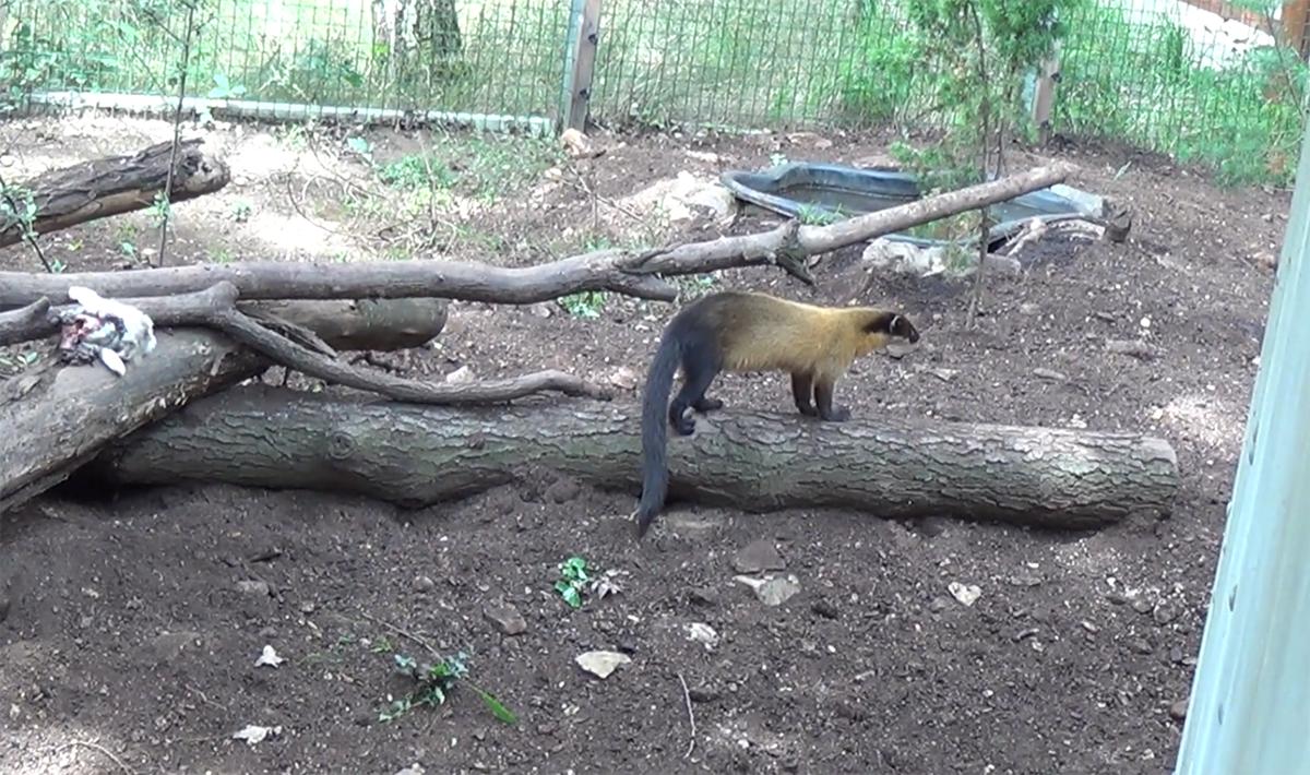 黄喉貂重庆,黄喉貂捕食猴子猴子为什么不跑