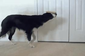 狗狗的灵性有哪些表现,狗界中六种智商比较低的狗狗