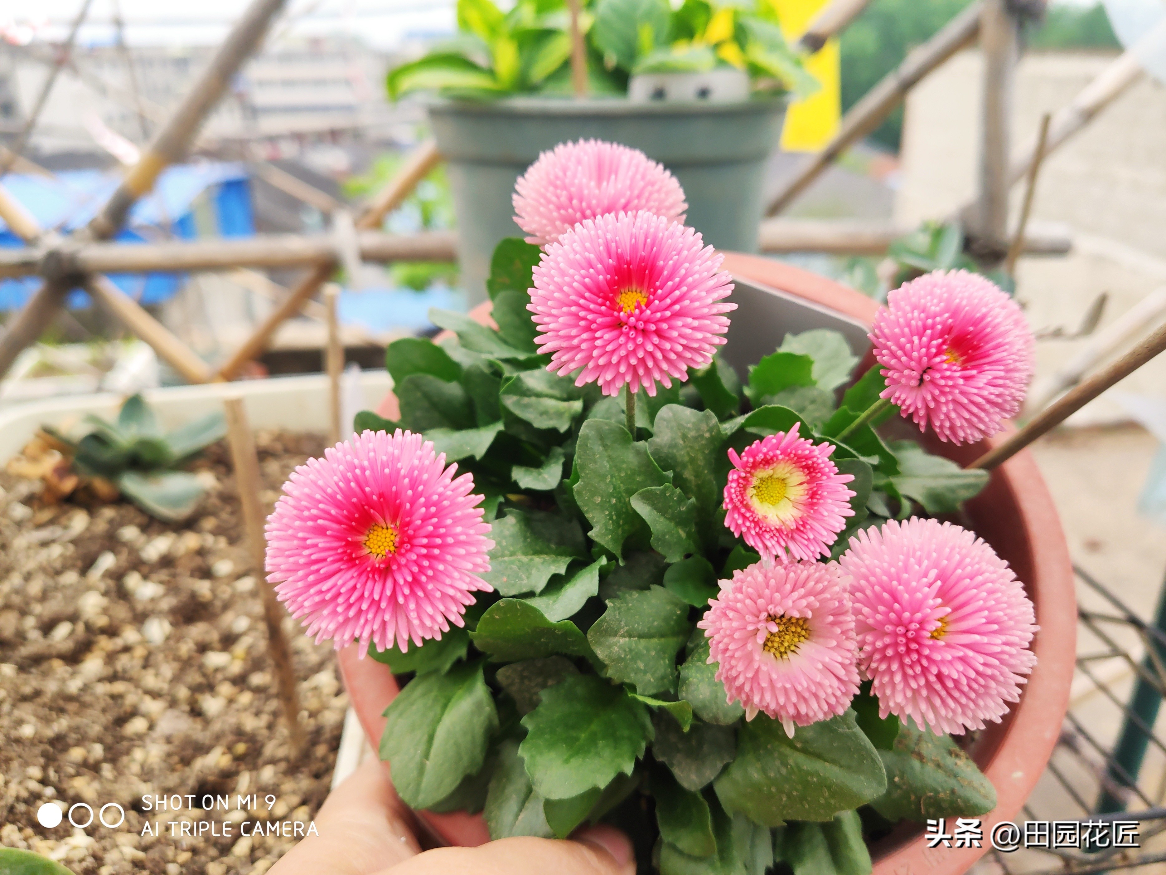 雏菊花期长怎么办,雏菊盆栽花期过后怎样打理