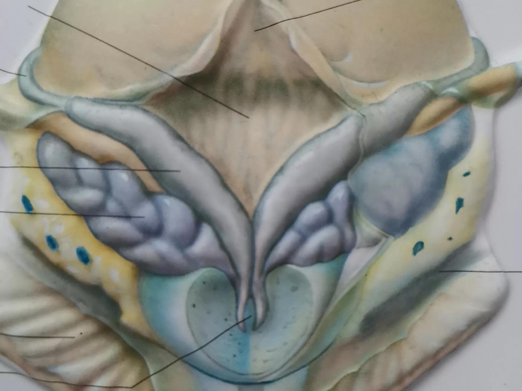 前列腺炎有什么前兆吗,前列腺炎怎么预防和治疗