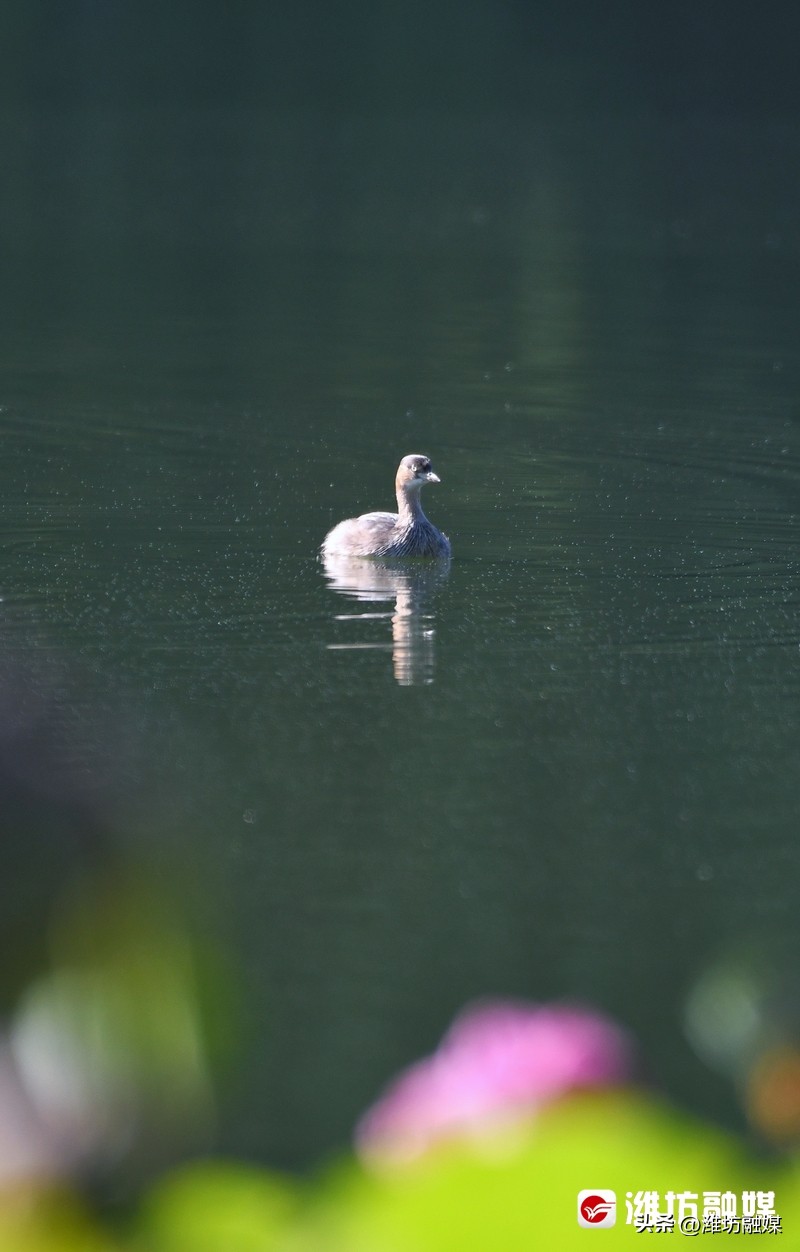 追鸟|隐藏在鸟中的“功夫高手”