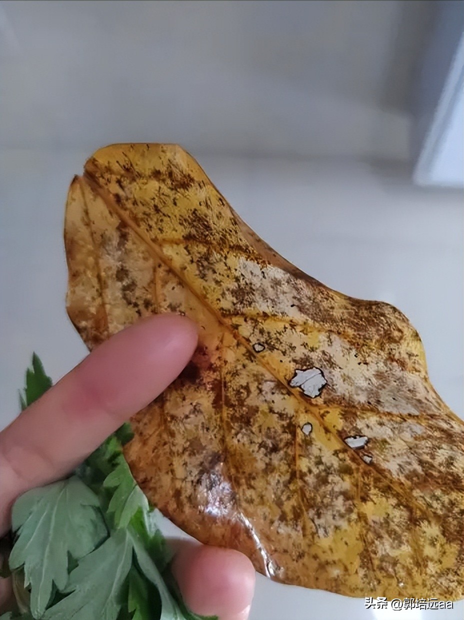 靠树叶一年赚8000万,一片树叶卖7000元