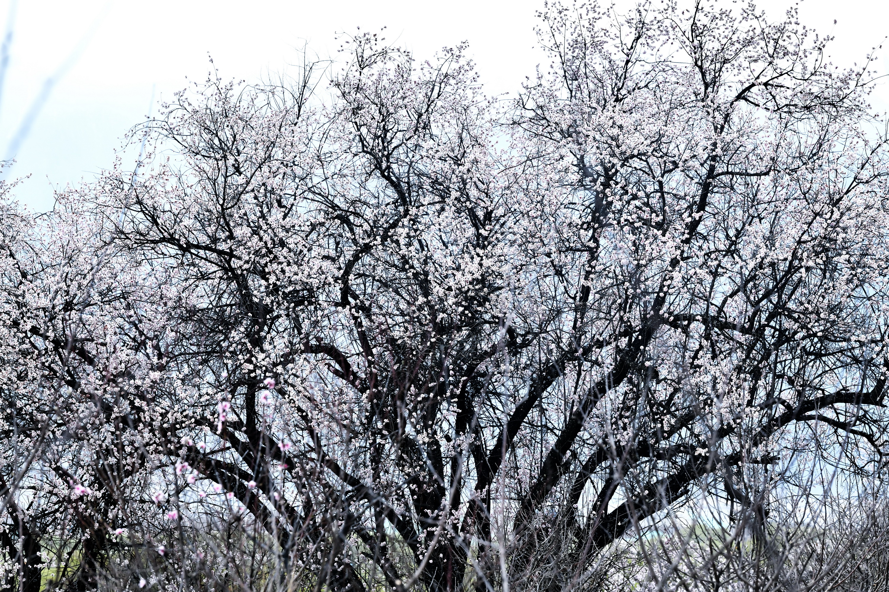 雪域林芝桃花图片 (在雪域江南西藏林芝邂逅漫山桃花)