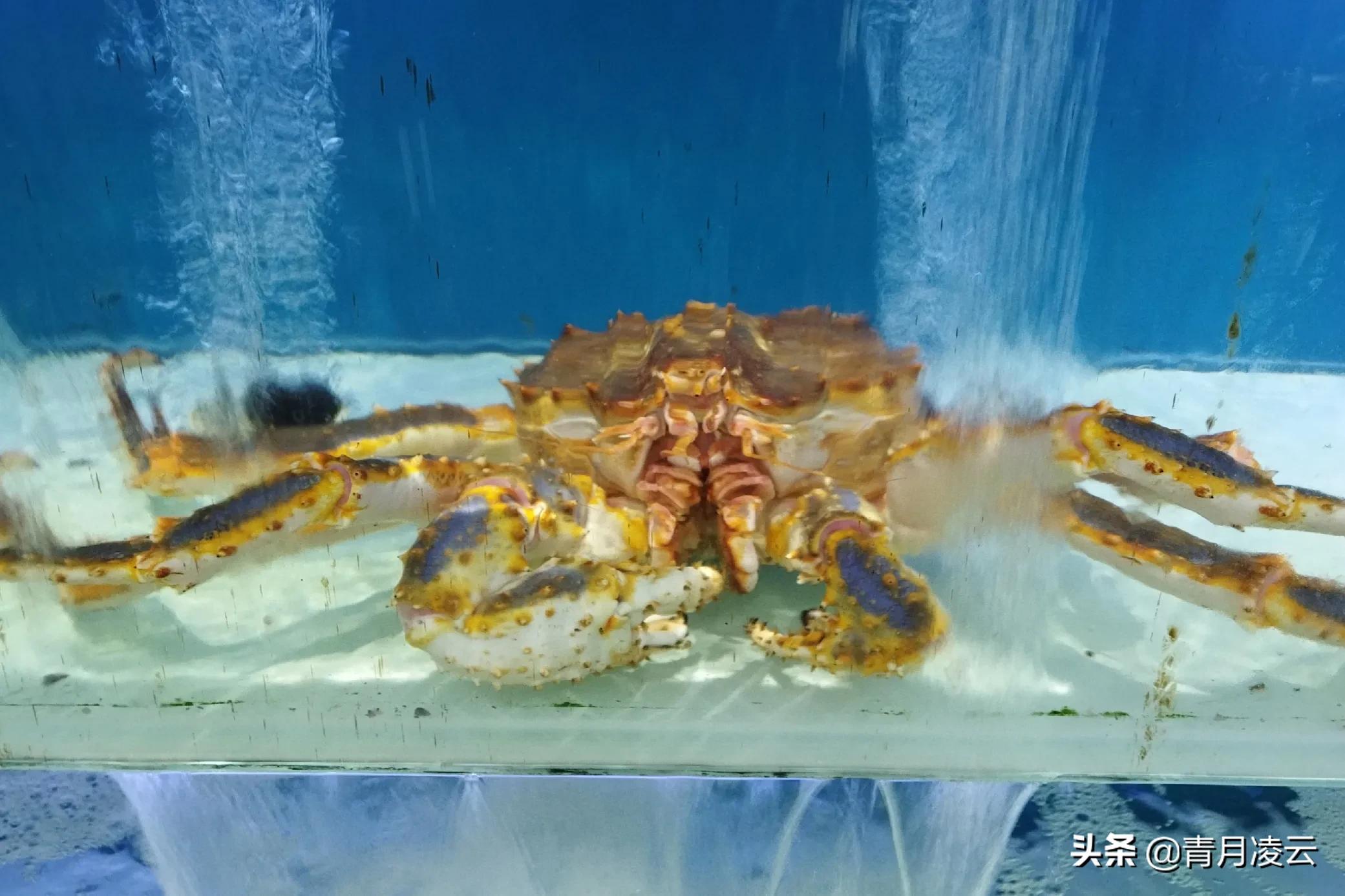 海鲜市场常见海产品图鉴,海鲜市场常见海产品图鉴表图例