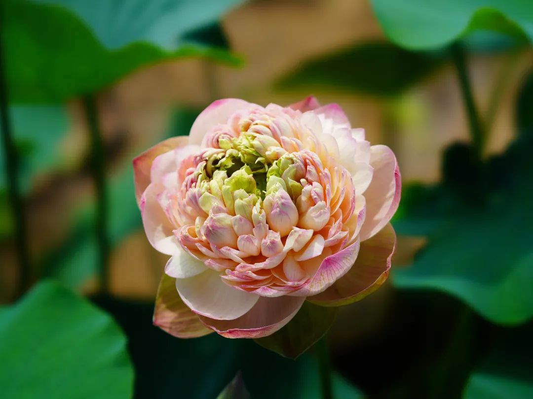 绝美的荷花品种大全图集,超好看荷花品种大型荷花