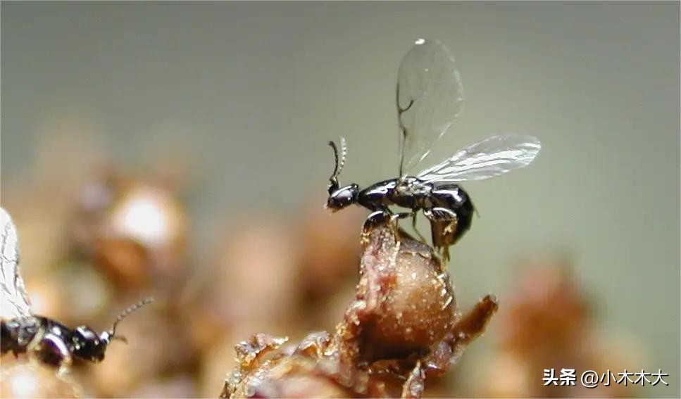 走进果实的世界我发现了什么,走进无花果的世界