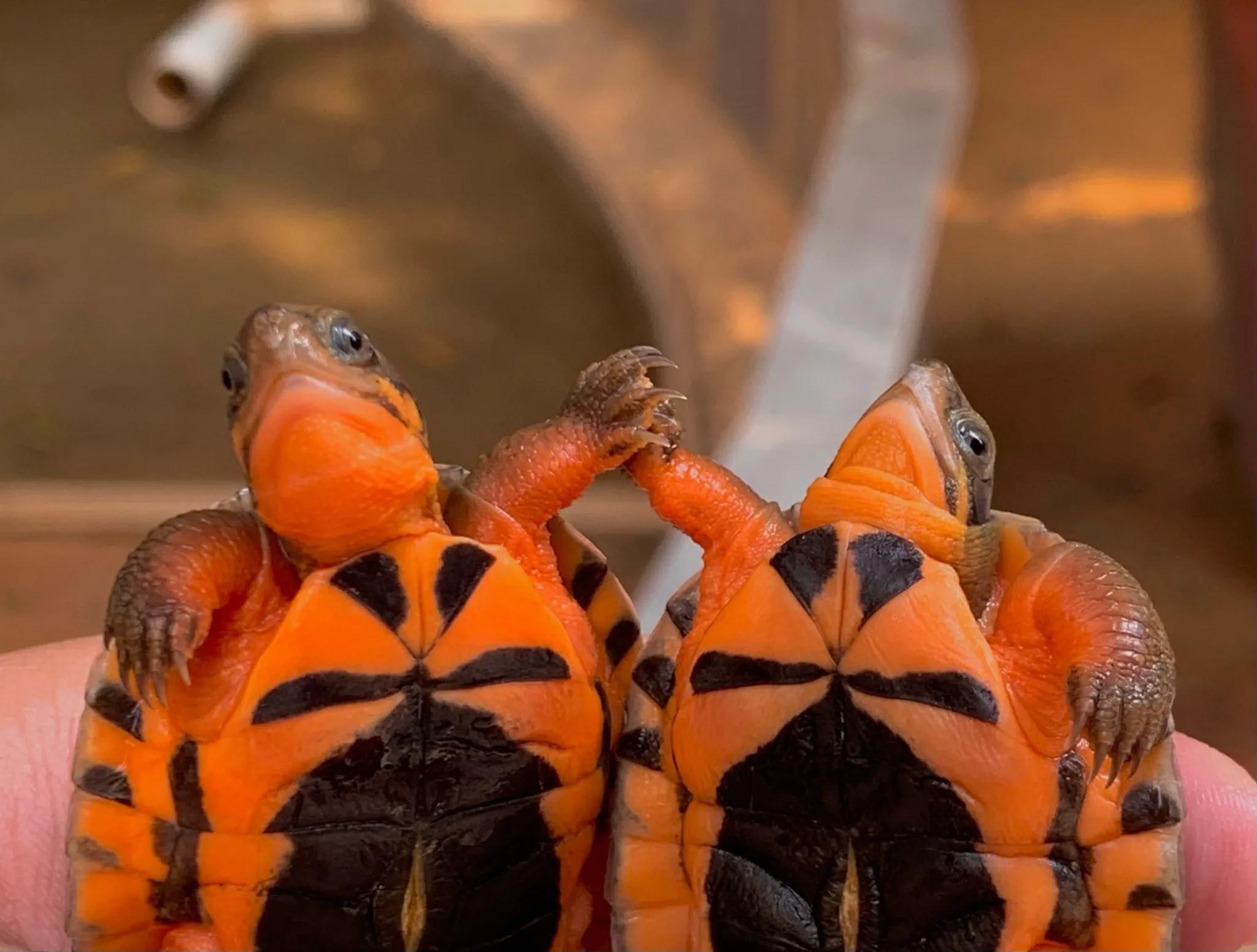 海南金钱龟养殖,金钱龟为什么不建议养