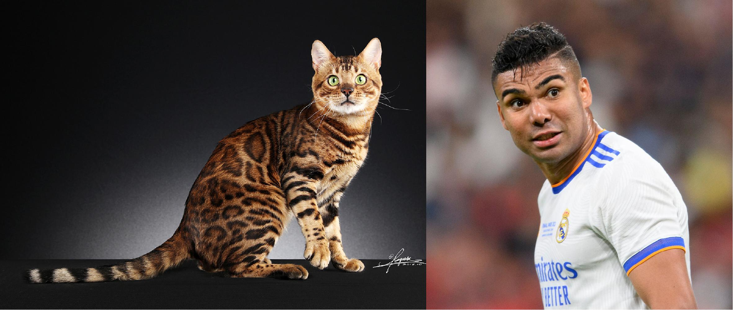 如果动物圈也有世界杯，猫咪组成的这套主力阵容能否争夺大力神杯