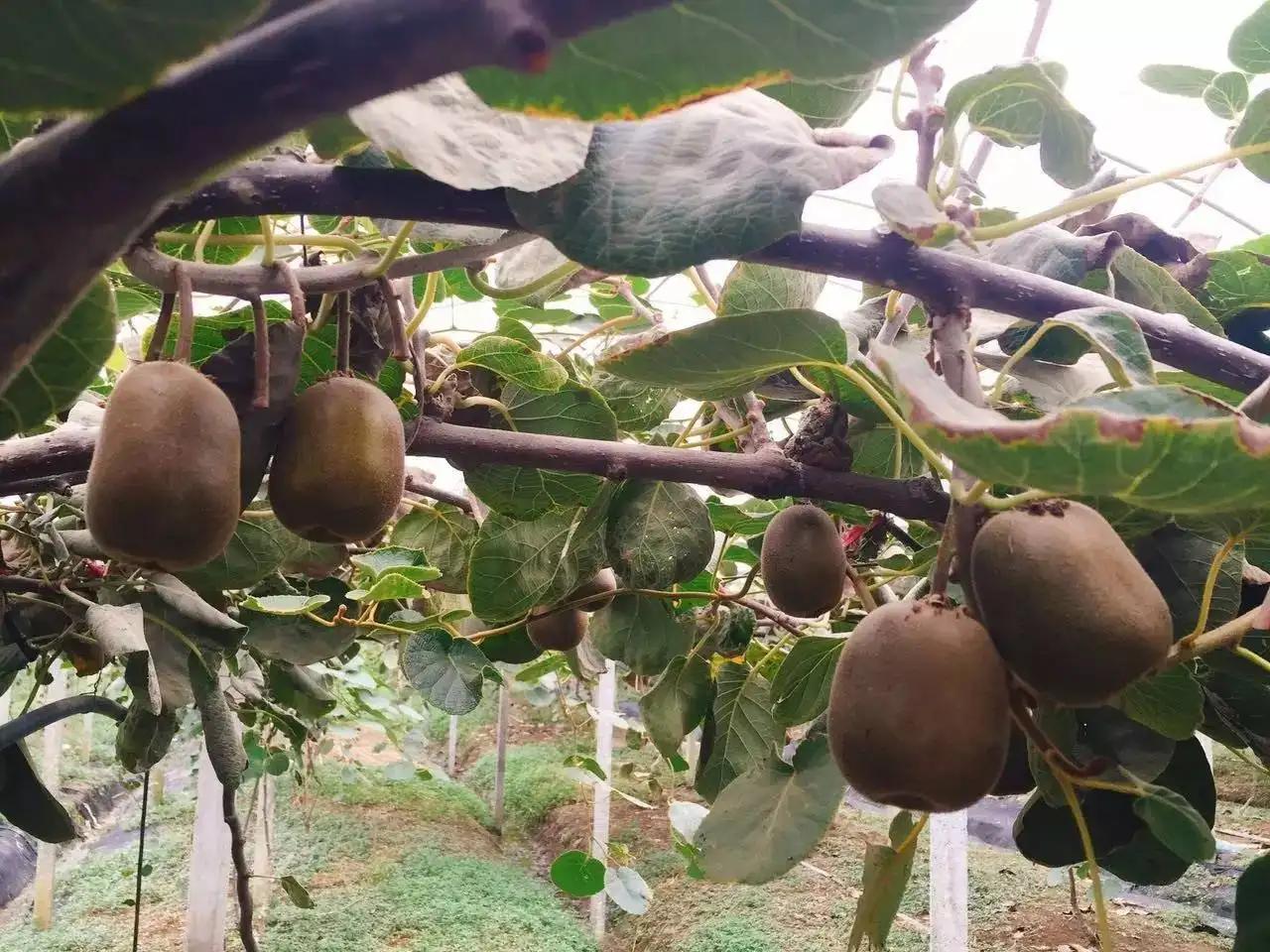 新西兰猕猴桃是中国引进的吗,新西兰猕猴桃发展