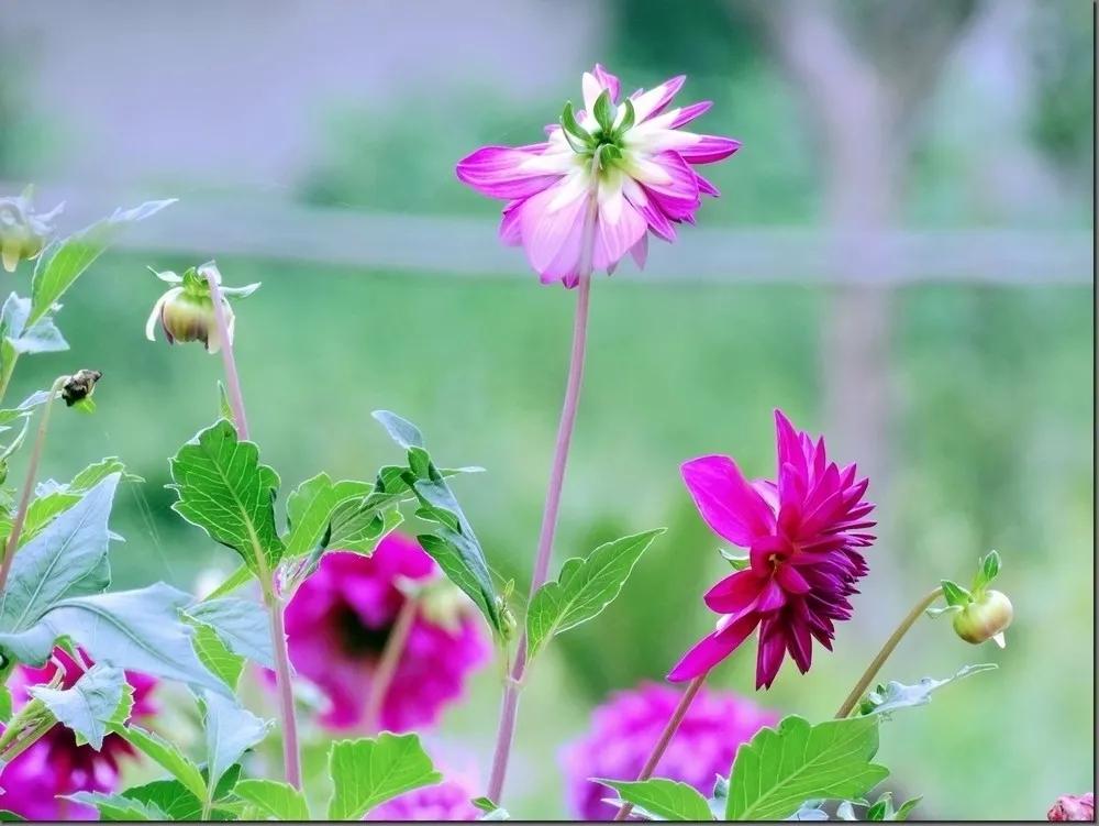 这二十幅极品花卉越看越醉,超好看又耐看的花卉图