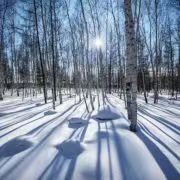 无言的战友（一）作者/齐石