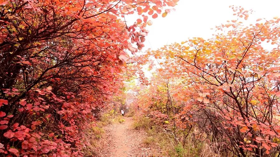 广州台山市二日游,台山川山群岛一日游