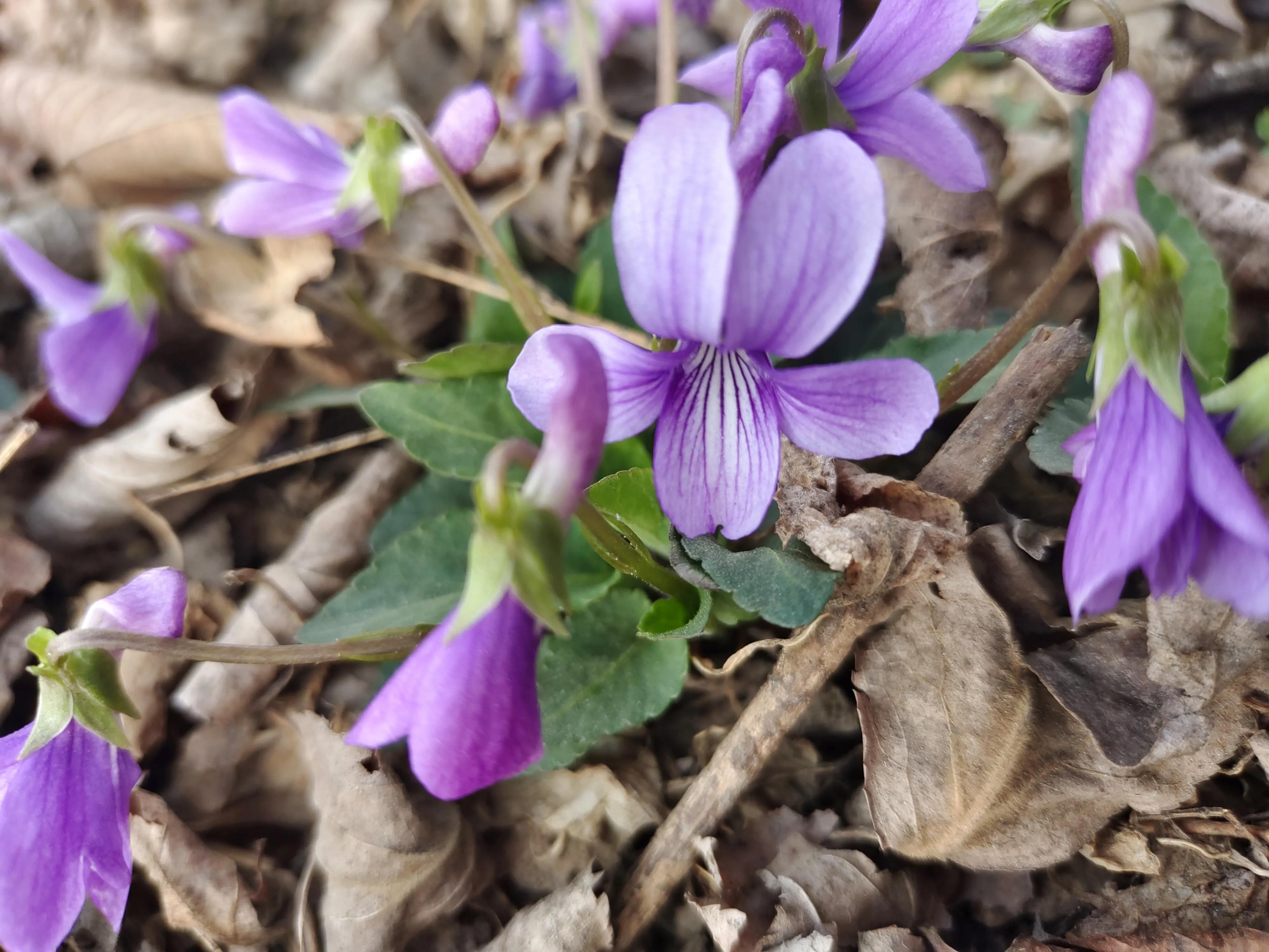 农历三月属于什么属相,三月属于女人的节日