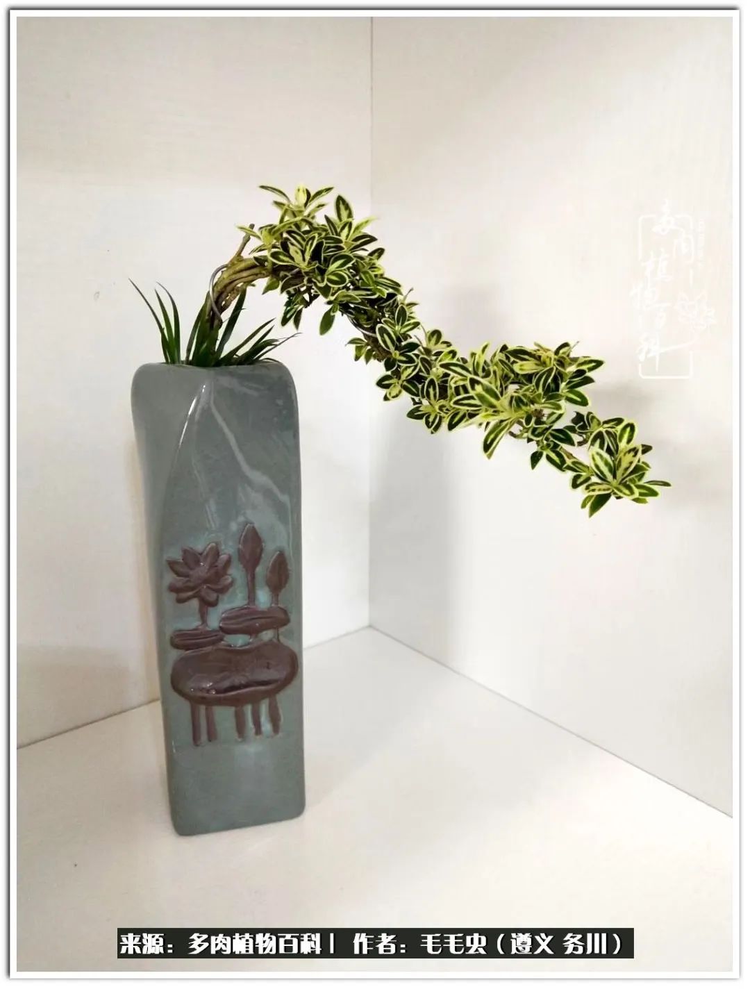 多肉可抵岁月,多肉之花语