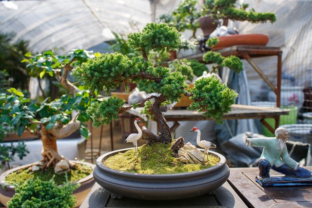 绿植摆放的最佳位置,小户型绿植摆放风水讲究