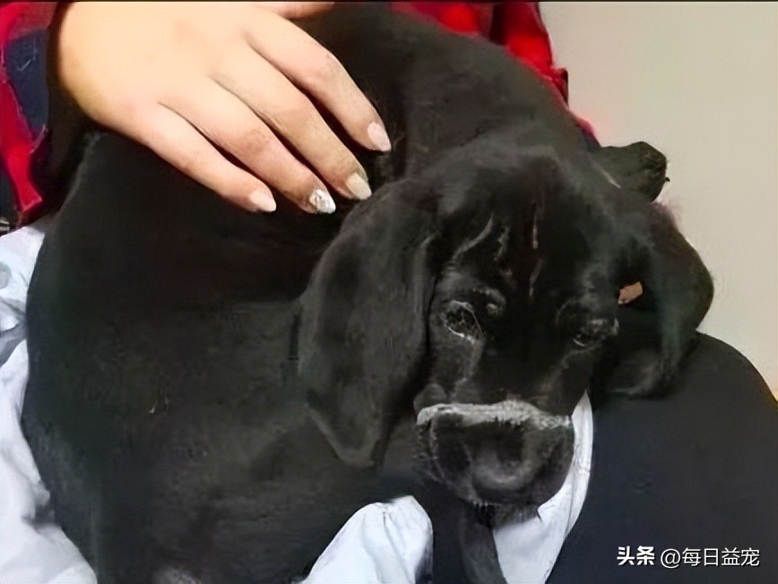 狗狗嘴巴被缠住后续,狗狗嘴巴被皮筋绑住后续