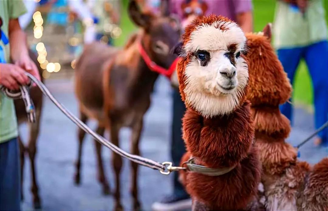 无锡动物园夜公园游玩攻略,无锡动物园攻略