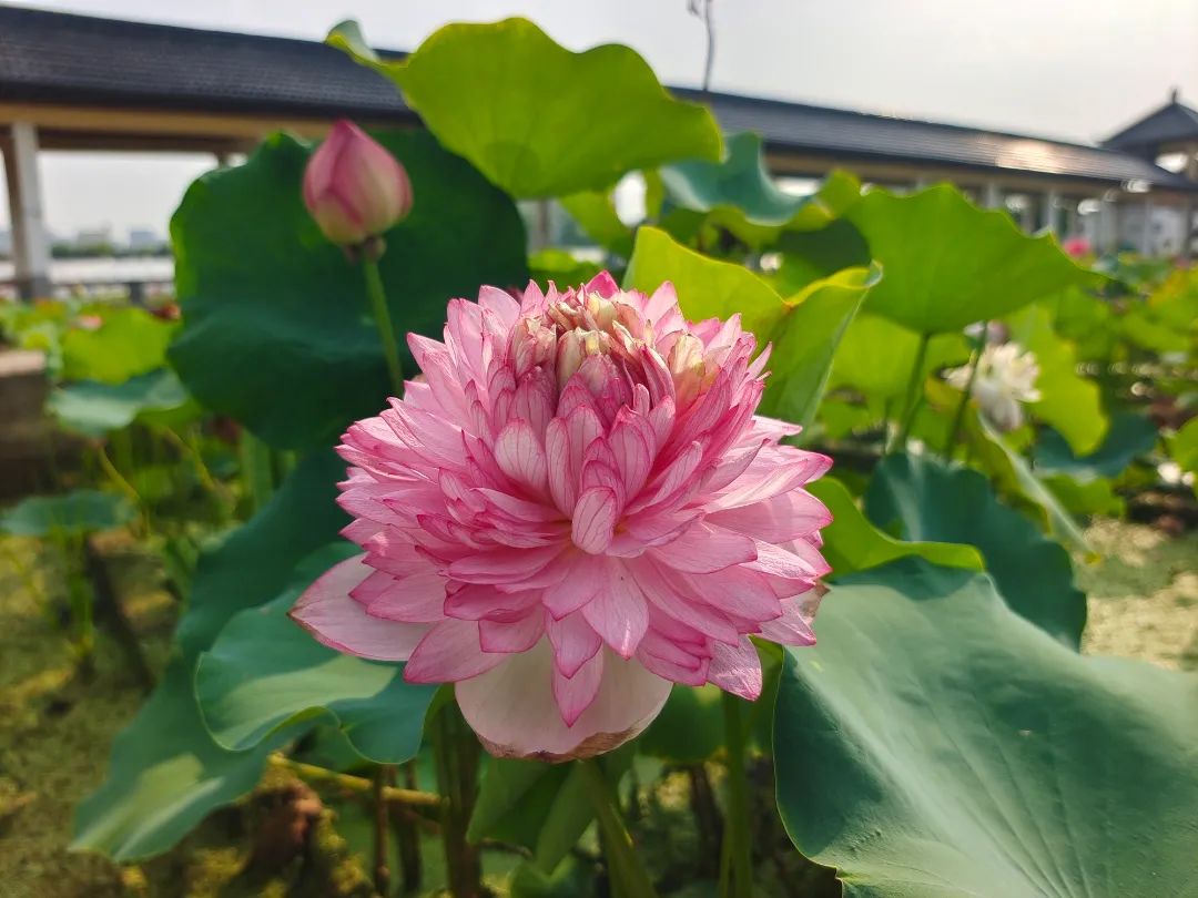 绝美的荷花品种大全图集,超好看荷花品种大型荷花