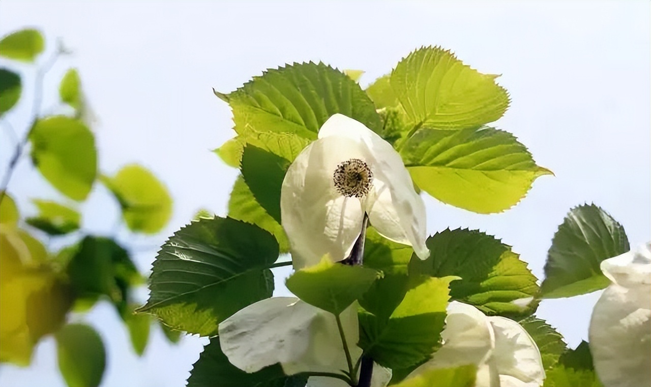 都江堰熊猫谷里的国宝,都江堰市大熊猫国家公园
