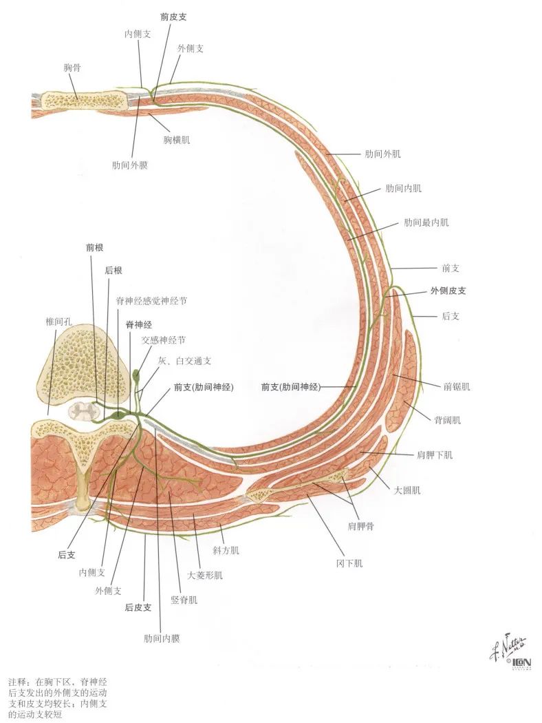 脊神经支配区域解剖图简图,脊神经及其分支的支配范围