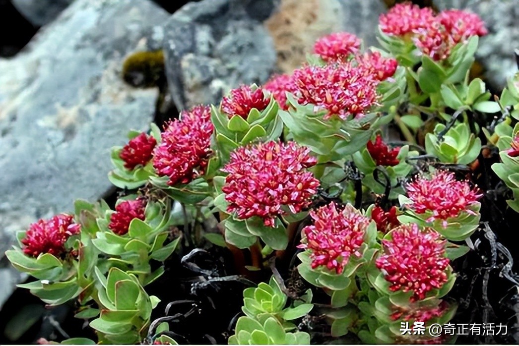 送你一朵大红花,给你一朵大红花音乐