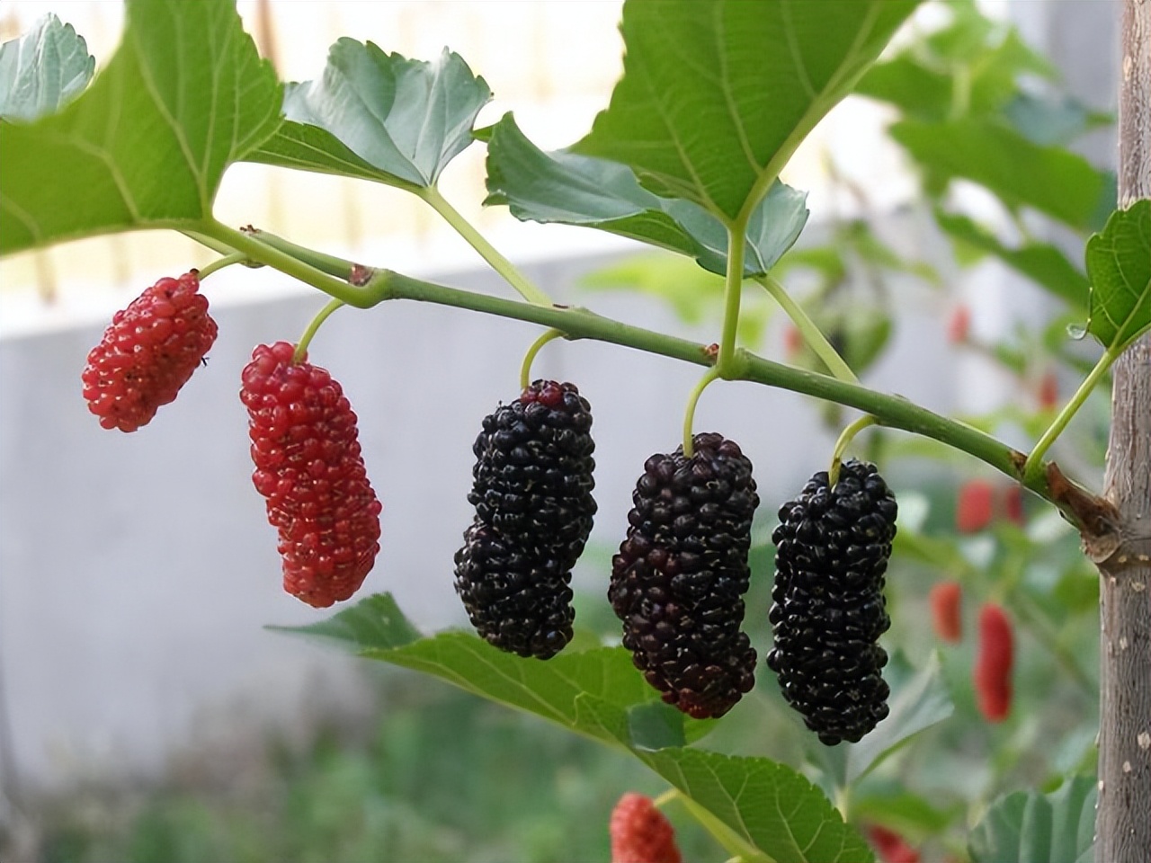 补气血最好的食物是红枣,红枣补气血的最佳吃法