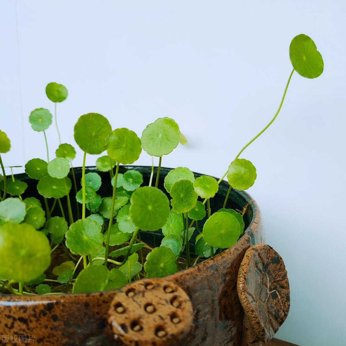 养绿萝怎样才能让它爆盆,绿萝一周就能养爆盆