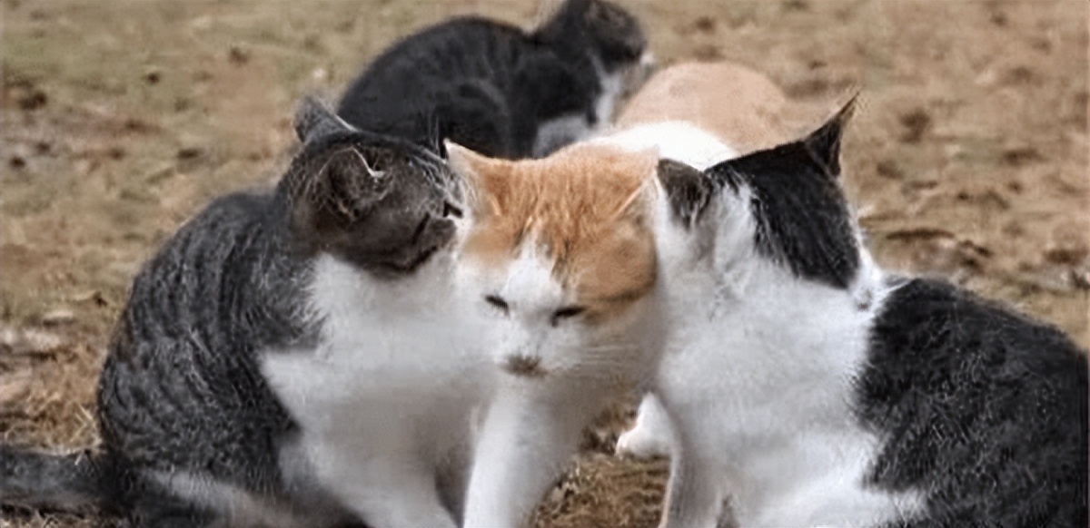 为啥最近猫咪口臭全身都臭的感觉,为什么猫咪口臭还脚臭