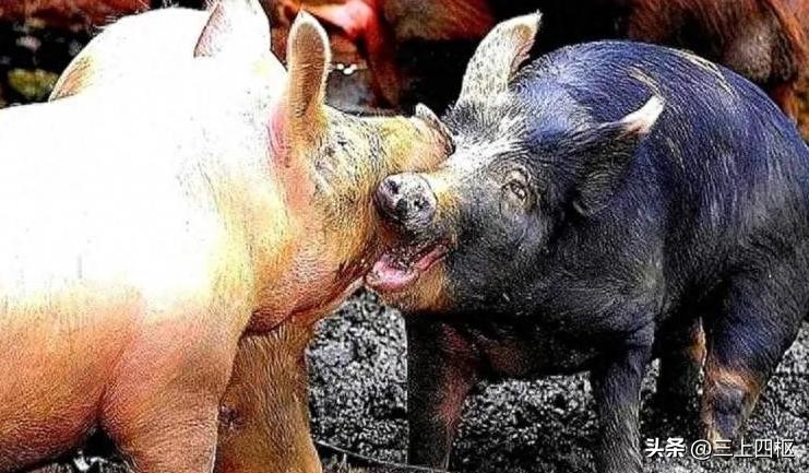 为何老虎不能喂猪肉,为什么不给老虎喂猪肉