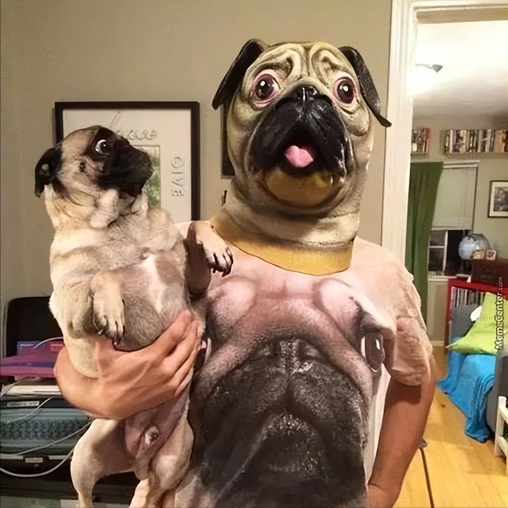 巴哥犬能不能像土狗一样养,巴哥犬养狗知识