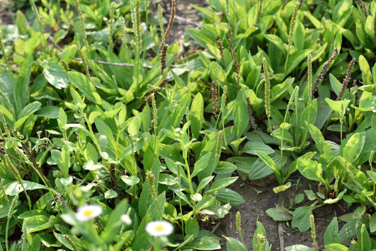 阳虚体质能喝茶吗,阳虚体质不能喝什么茶呢