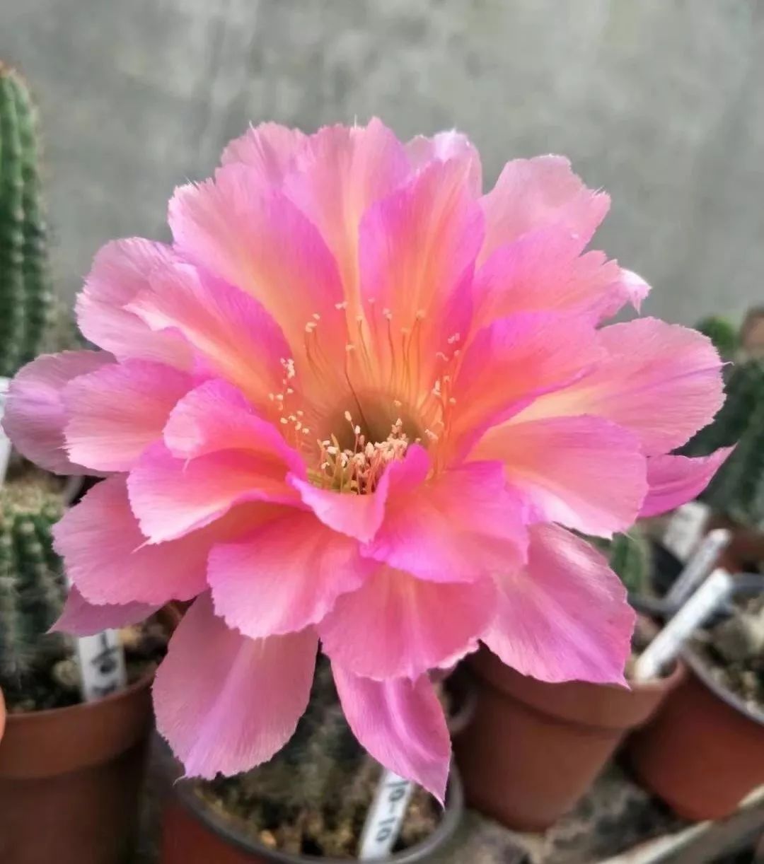 200种·仙人球开花图鉴，大开眼界，美到爆