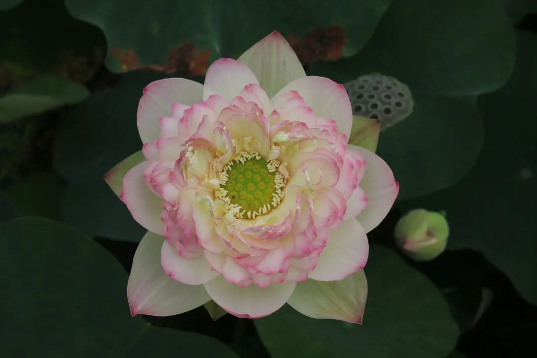 绝美的荷花品种大全图集,超好看荷花品种大型荷花