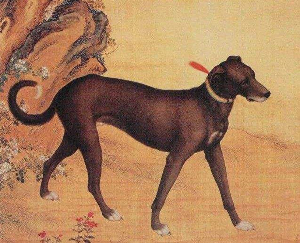 十年以上的土狗能卖多少钱,农村收的土狗卖去哪里了