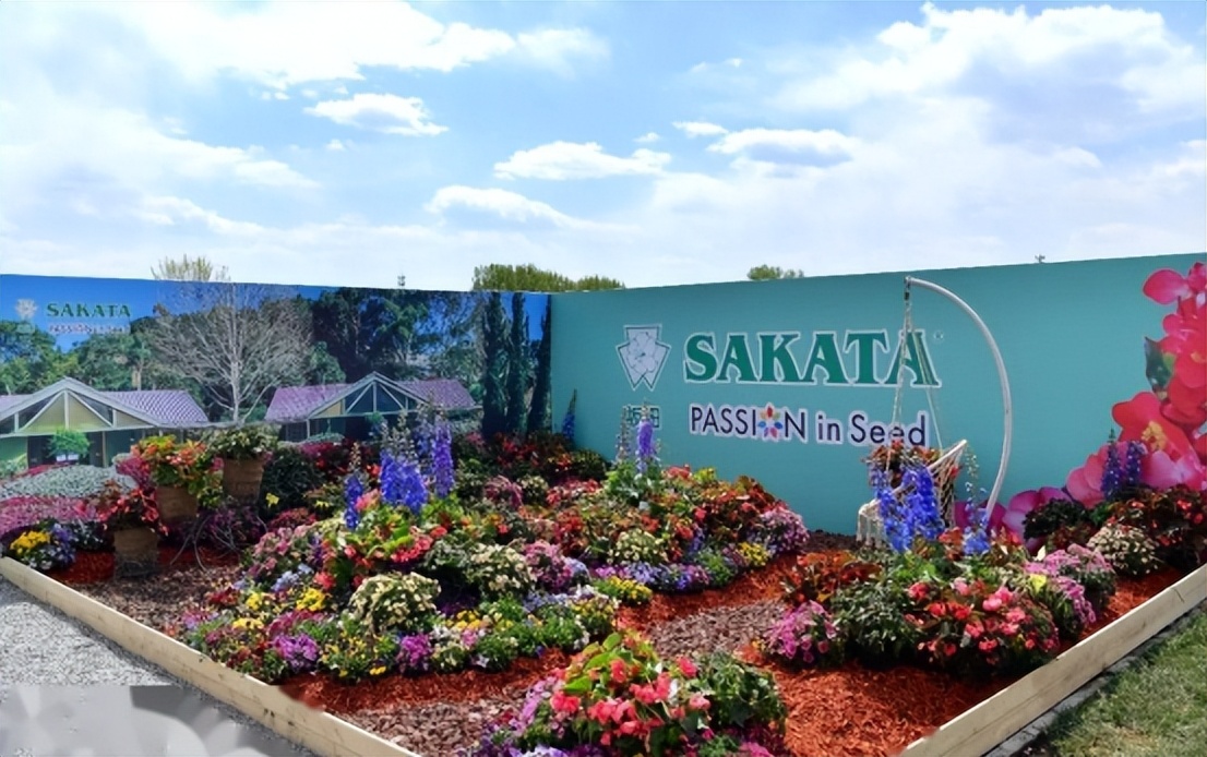 一袋10克的西兰花种子多少钱,一袋西兰花种子多少钱