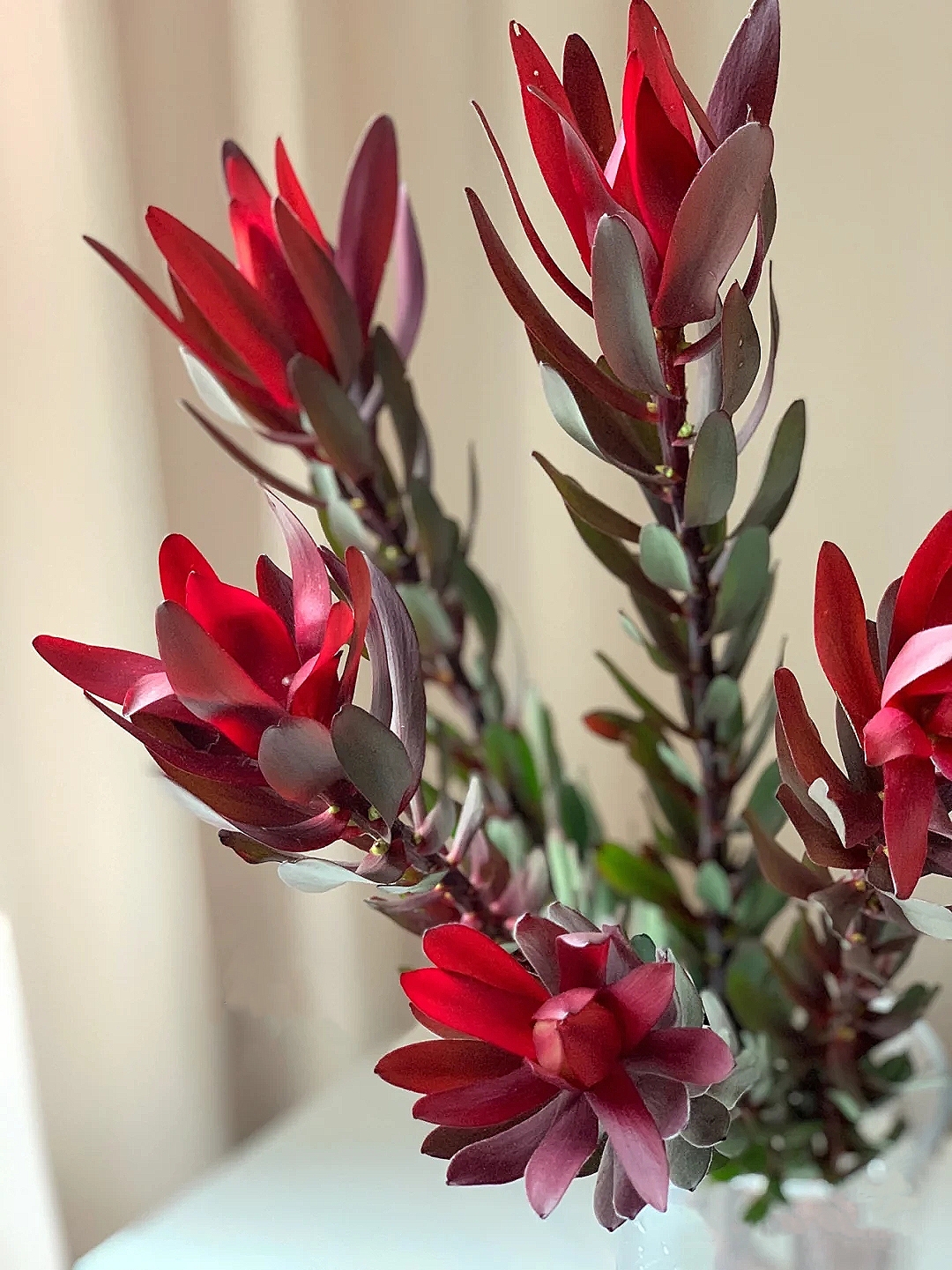 花艺教程花材打理知识,花艺教程常用花材及叶材有哪些