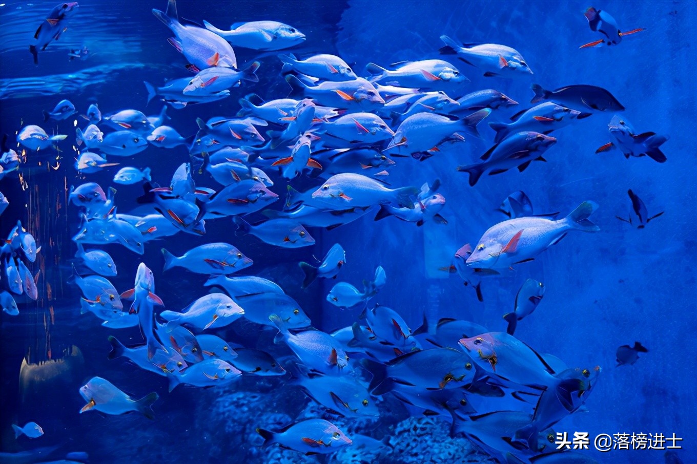 成都浩海立方的海洋馆游玩攻略,浩海立方成都海洋馆世界之最