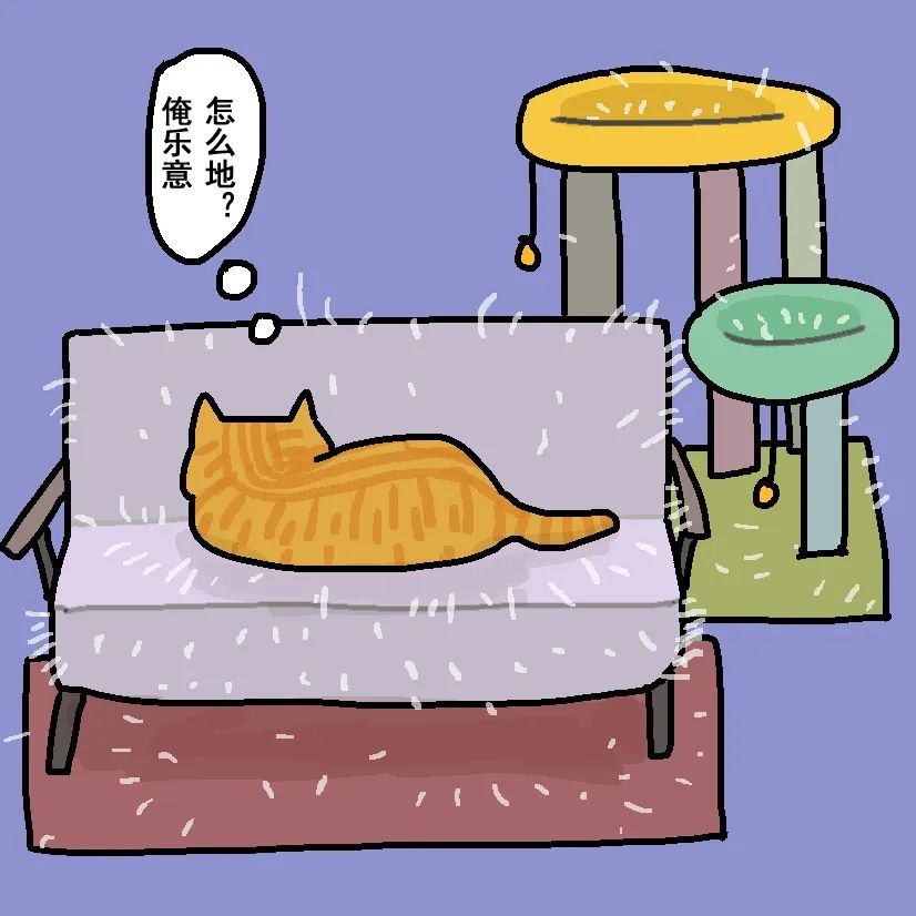 养猫劝退指南第19集,养猫劝退指南英短