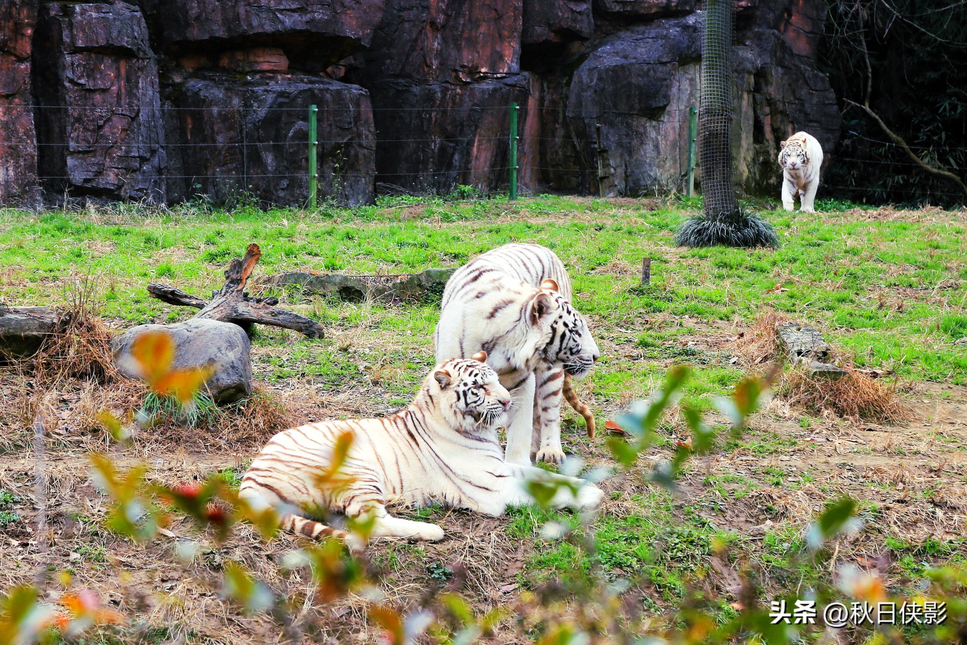 杭州野生动物世界自驾游攻略,杭州野生动物世界自驾还是步行好