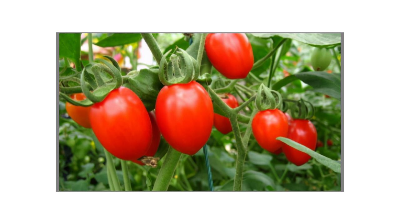 12月家里供暖足，搁阳台养西红柿，埋点肥冬天猛窜个，呼呼结果