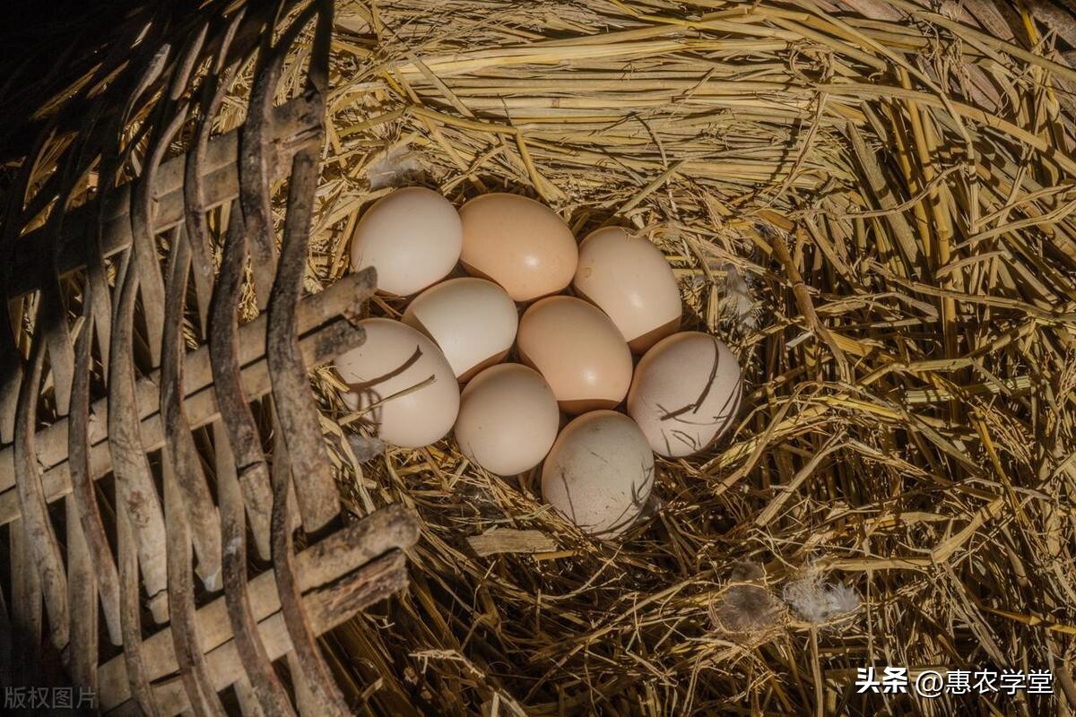 青岛鸡蛋协会今日鸡蛋价格表,今天鸡蛋价格鲁山县鸡蛋价格