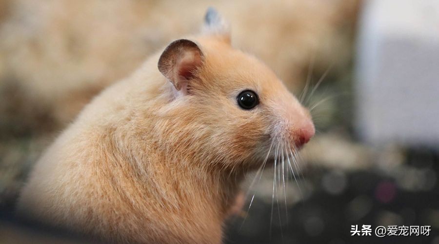 仓鼠品种大全及图片,仓鼠哪些品种不咬人