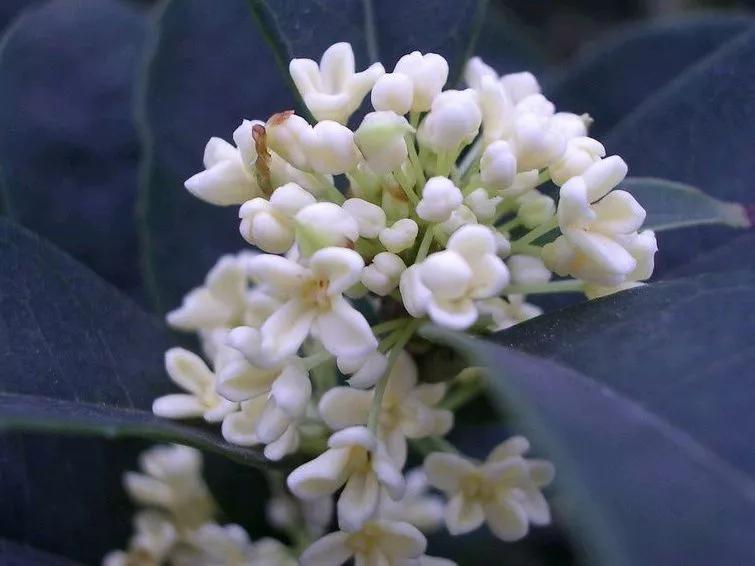 桂花的寓意与象征季节,桂花香味风水寓意和象征