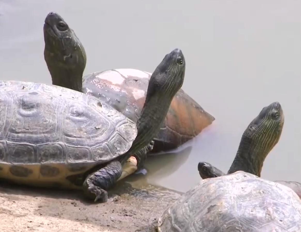 养殖罗非鱼一年赚500万,凤台县大棚养殖罗非鱼