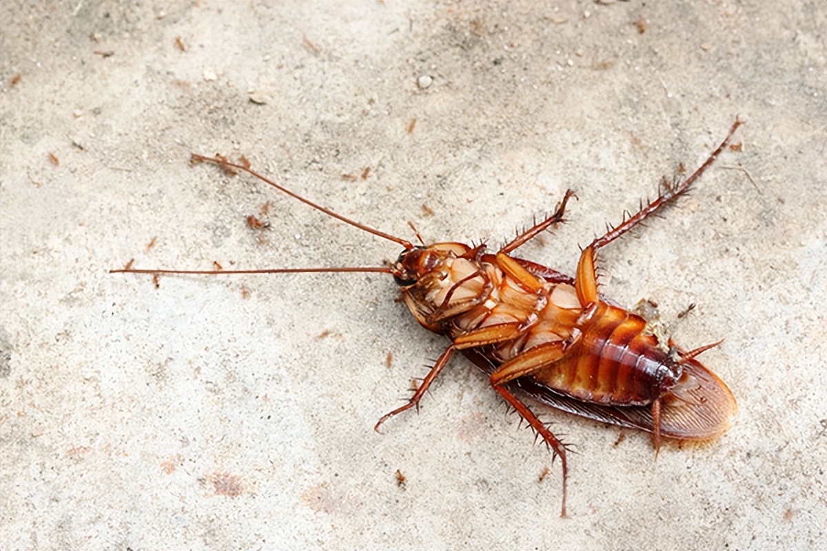 灭鼠灭蟑螂主要在什么场所,灭鼠灭蟑螂服务怎么样