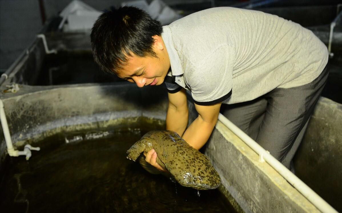 中国的娃娃鱼图片和特征,我国发现纯种野生娃娃鱼