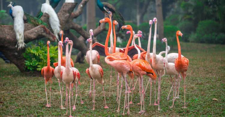 广州长隆酒店童趣乐园,广州游玩长隆性价比超高的酒店